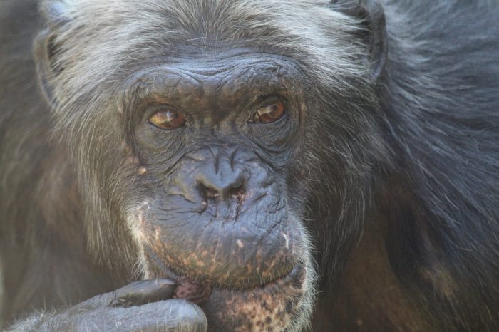 Two Chimpanzees Fired After Botching Storm Closure