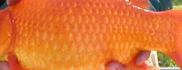 A Goldfish Out In The Wild: How a harmless-looking fish can pose a significant ecological danger in PEI